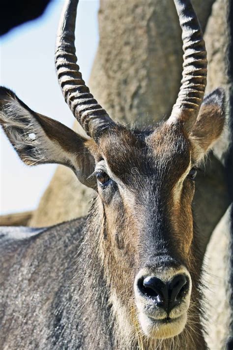 antelope stock image image  endangered gemsbok hooves