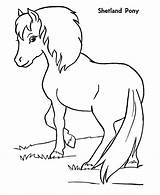 Shetland Pony sketch template