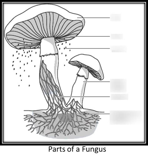 parts   mushroom diagram quizlet