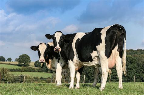 dairy cattle breeding method increases genetic selection agdaily