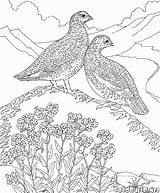Coloring Partridge Perdrix Malvorlagen Kuropatwa Perdiz Colorkid Kolorowanki Fliegen Kolorowanka Aves Colorare Pernice Disegni sketch template