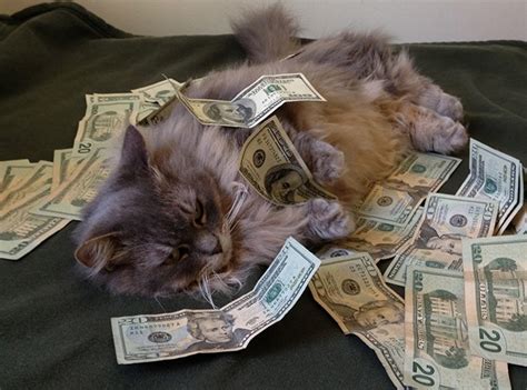 10 gangster cats showing off their money quizai