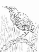 Bittern Coloring Branch American Perched Heron Pages Printable Birds Categories sketch template