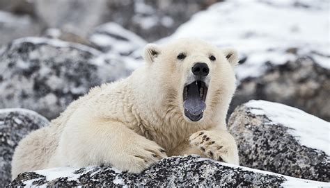 polar bears dont   hibernate futurity