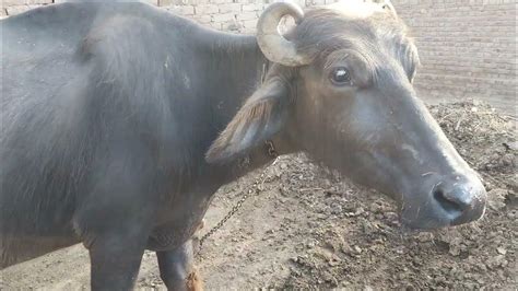 jaffarabadi buffalo milking youtube video viral youtube youtube