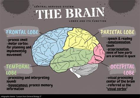 lobes   brain
