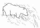 Grizzly Coloring Pages Getdrawings Bear sketch template
