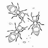 Ant Formiga Ants Pasta sketch template