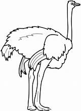 Ostrich Clipart Coloring Feet Clip Strong Clipartmag Template sketch template