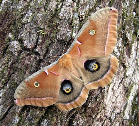 polyphemus moth moths  dallasfort worth texas inaturalist