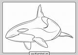 Orca Whale sketch template