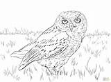 Owl Coloring Screech Pages Snowy Drawing Western Whet Saw Owls Printable Cute Pokeball Flight Color Eared Short Getdrawings Birds Getcolorings sketch template