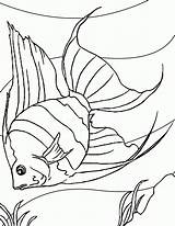 Coloring Pages Fish Sea Outline Drawing Aquarium Popular sketch template