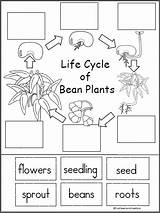 Cycle Bean Plant Life Activity Science Worksheets Kindergarten Printable Grade Parts Activities Seed Preschool Germination Madebyteachers Worksheet Plants Cycles Kids sketch template