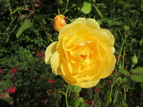 the gloriously golden graham thomas a rose named after the gardener