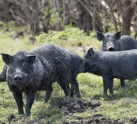 feral pigs exacerbate  fmd outbreak  australia australian country life