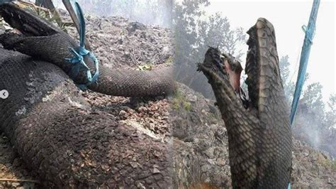 Fakta Fakta Ular Piton Raksasa Mirip Anaconda Yang Mati