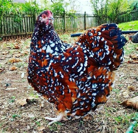 speckled hen shes beautiful fancy chickens chickens  roosters pet chickens raising