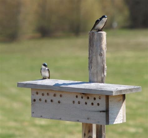 tree swallows  readily accept nesting boxes  raise  young backyard birds nesting