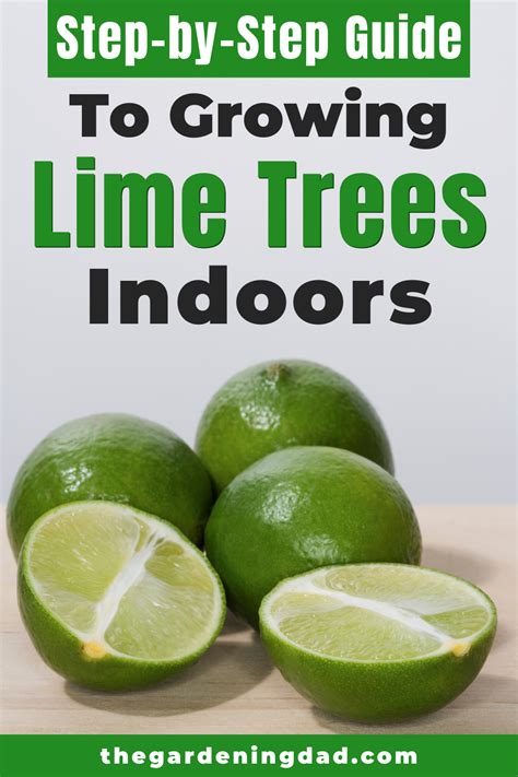 How To Grow Lime Trees In Pots 10 Easy Tips Lime Tree Potted Trees