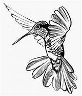 Hummingbird Drawing Line Outline Tattoo Bird Sketch Tribal Drawings Designs Draw Flower Tattoos Flying Realistic Butterfly February Creative Flowers Back sketch template