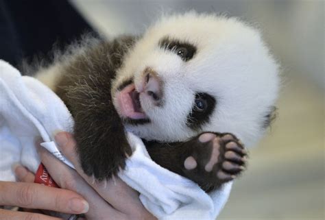 atlanta zoos baby panda cub     hey  huffpost