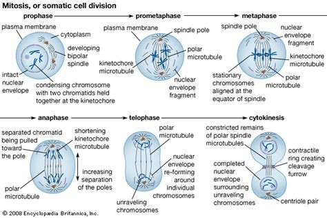 Halaqah Biology Chapter 5 Cell Division