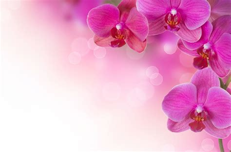 Pink Orchid Wallpaper 1080p ~ Desktop Wallpaper Box Pink