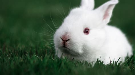 cute rabbit hd animals  wallpapers images backgrounds