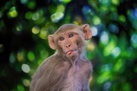 il macaco cosa mangia dove vive caratteristiche  curiosita