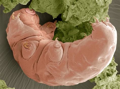 Water Bears May Be The Last Species Alive When The Sun Dies
