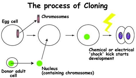 cloning views on the pros and cons