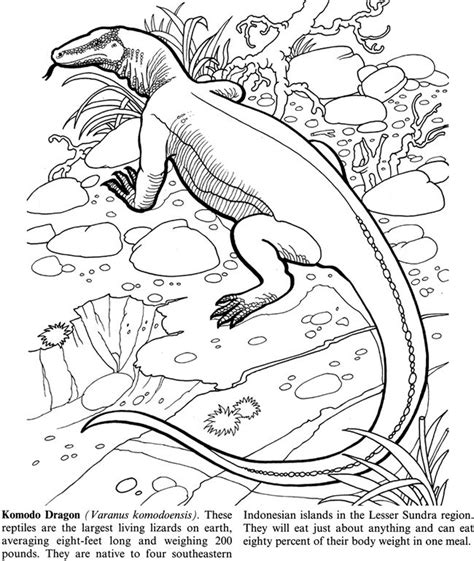 komodo dragon coloring pages coloring home