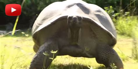 here s what happens when you interrupt a humongous turtle