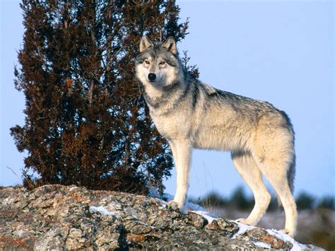 gray wolf animal unique