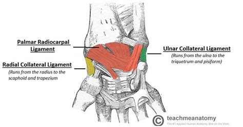 wrist joint teachmeanatomy