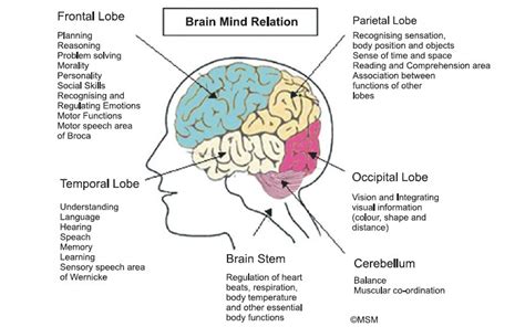 Overview Of Brain Structures Mmmmm Brains More Than