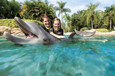 swim  dolphins  seaworlds discovery cove tallahassee magazine