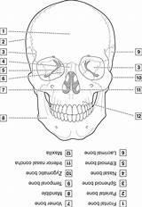 Skull Anatomy Dental Head Neck Anterior Figure Pocketdentistry sketch template
