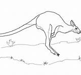 Wallaby Coloring Pages Jumping Designlooter Mammals Printable Animals 41kb 1200 Necked Baby Red sketch template