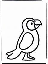 Papegaai Dieren Perroquet Parrot Lorito Pinguin Facil Printen Piccini Tekenen Papuga Pappagallo Knutselen Nukleuren Pájaros Fargelegg Malvorlagen Papagei Ausmalbilder Aves sketch template