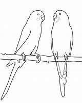 Parakeet Coloring Pages Two Color Mating Bird Getcolorings Printable Kids Choose Board Sheets sketch template