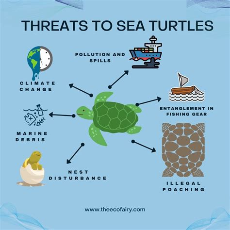 man  threats  sea turtles  eco fairy