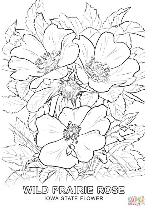 iowa state flower coloring page  printable coloring pages
