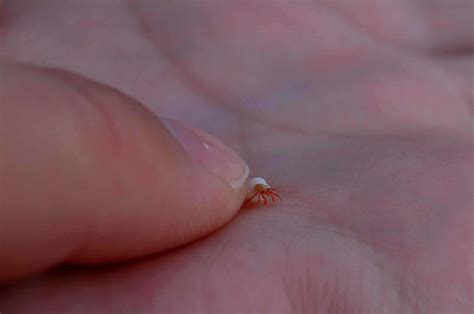 tiny tiny hermit crab  catmercer  deviantart