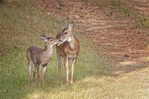 doe and fawn photograph by bonnie barry fine art america
