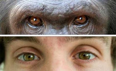 10 comparisons between chimps and humans listverse