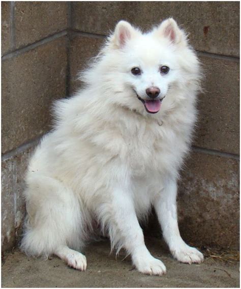 american eskimo dog breeders facts pictures puppies rescue temperament animals breeds