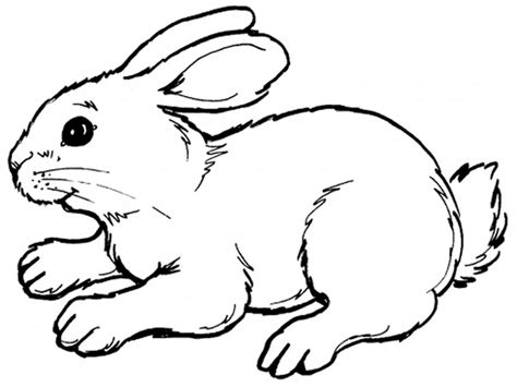 printable rabbit coloring pages  kids animal place
