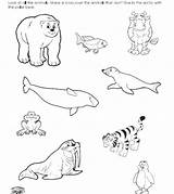 Arctic Animals Coloring Pages Habitat Preschoolers Color Getdrawings Getcolorings Print Colorings Printable sketch template